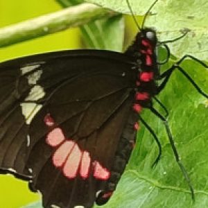 Foto de perfil de Laura