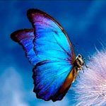 Foto de perfil de flutterbuy